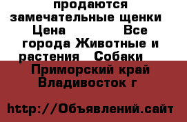 продаются замечательные щенки › Цена ­ 10 000 - Все города Животные и растения » Собаки   . Приморский край,Владивосток г.